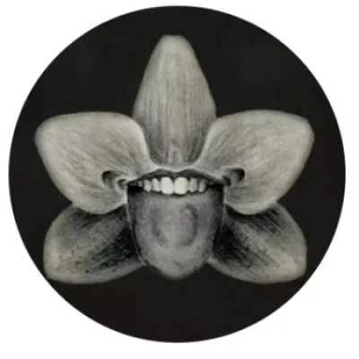 Cheeky Orchid